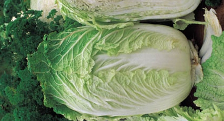Picture for category Chinese Cabbage